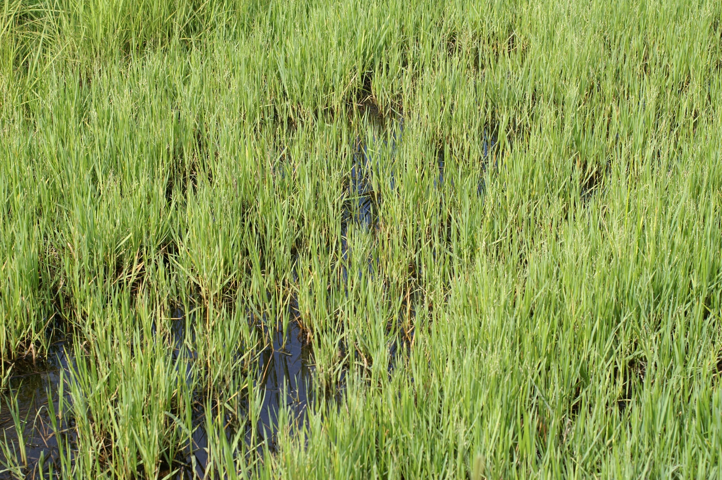 a cow in some green grass next to water