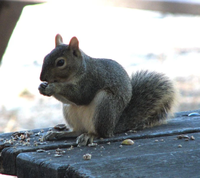 a small grey squirrel eating on a bench