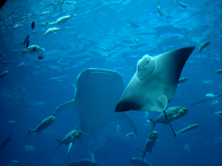 a manta ray is among a large group of fish