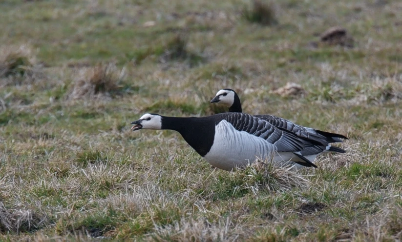 two geese that are standing in the grass