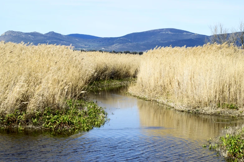 an image of water passing through a dry grassy area