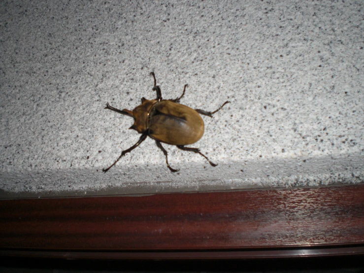 a brown bug on the floor in a room