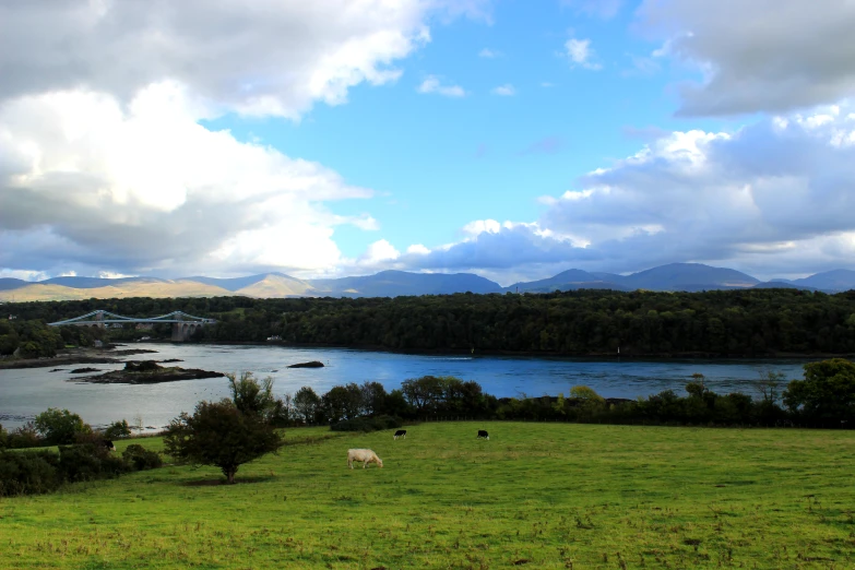 a herd of animals grazing in a field next to a river