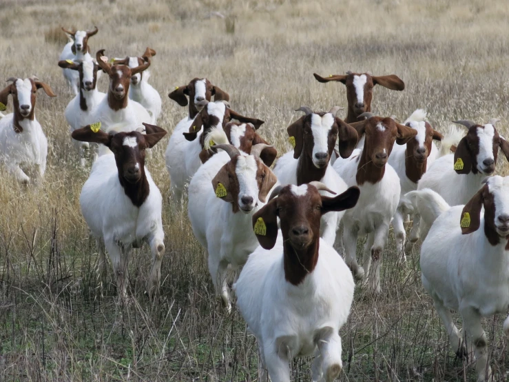 goats running in a field near the grass