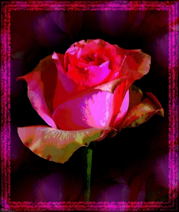 the same colored rose is being shown in an image