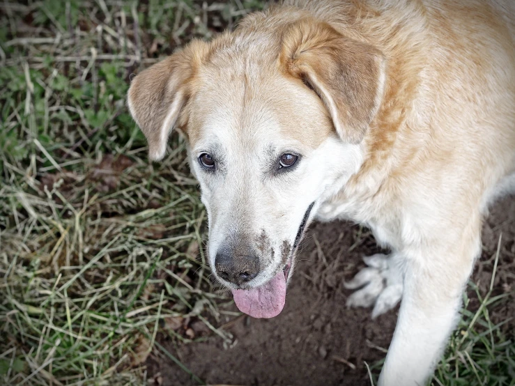 an old dog standing in a grassy field