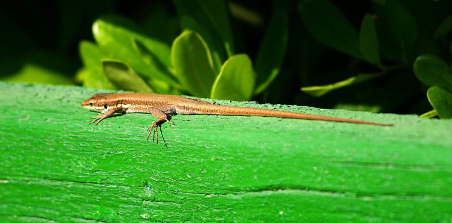 an orange gecko on a green piece of wood