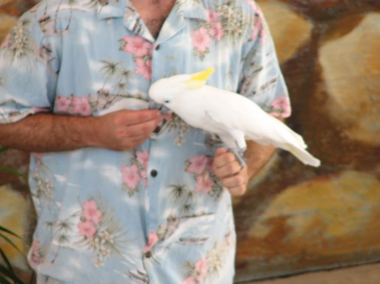 the man is holding a large white parrot