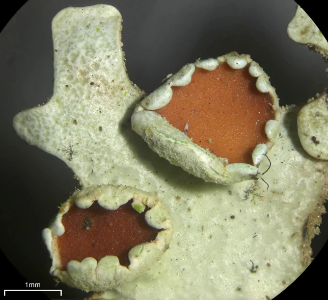 a group of green and red sponges with holes