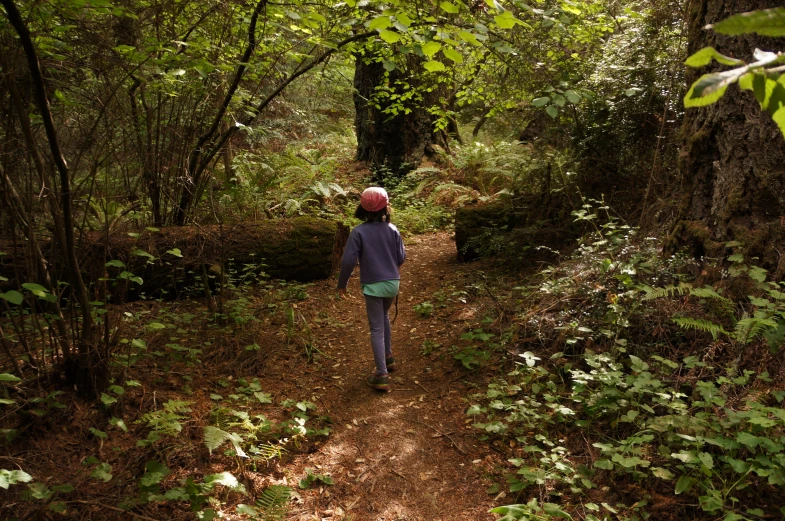 a young person walks along a path between tall trees