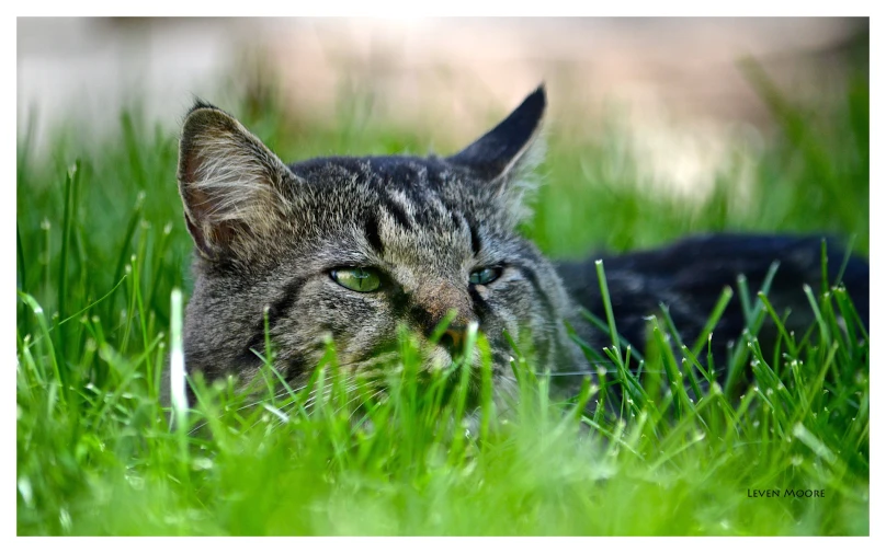 the cat is lying in the green grass