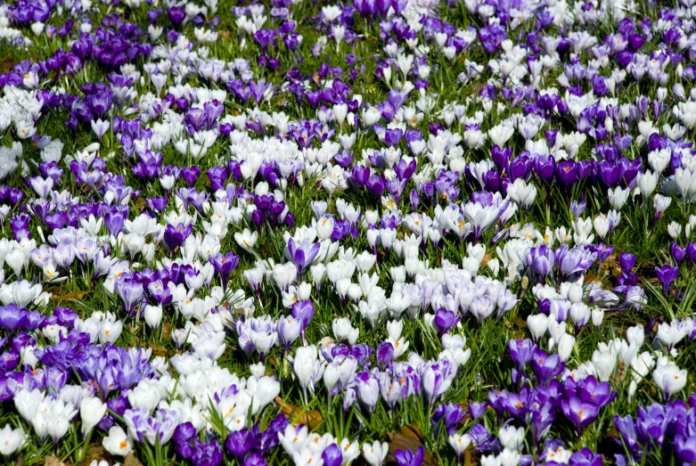 a large number of flowers in the grass