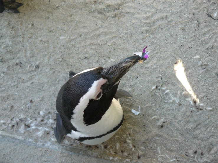 an image of a penguin in the sand looking at a erfly