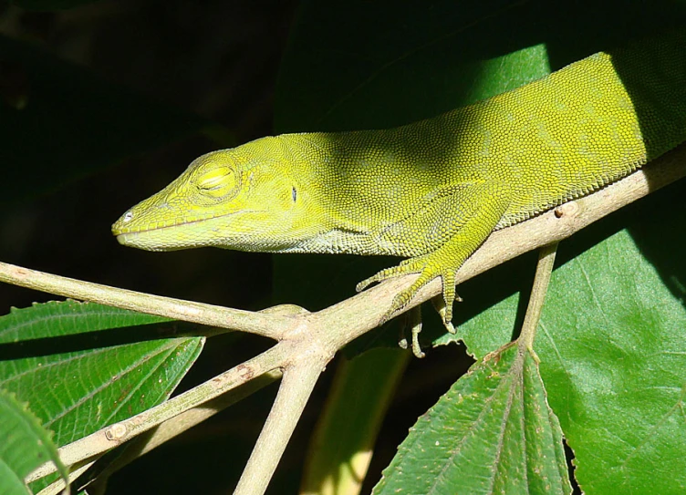 a green lizard sitting on a tree nch