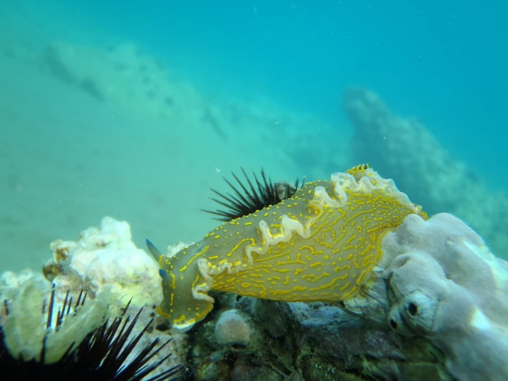 sea urchin on the bottom of the ocean floor