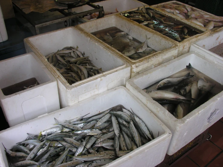 a group of fish sitting in bins under a blue sky