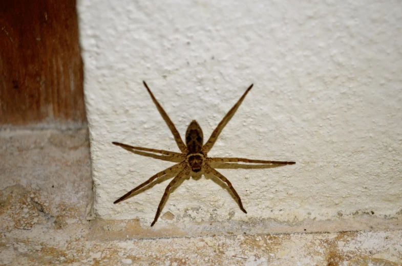 a spider is sitting on the wall