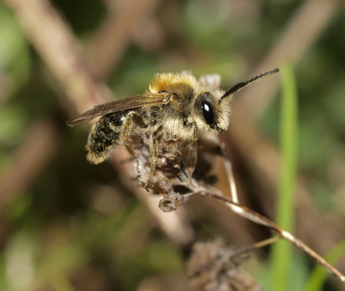 there is a bee that is flying over a plant