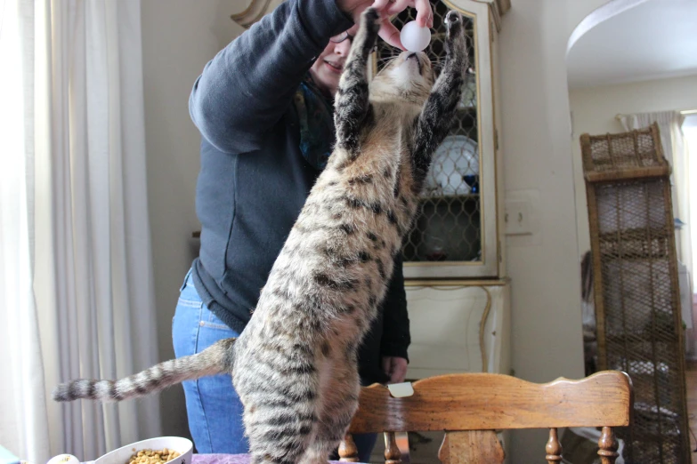 a lady reaching for her cat to catch a ball