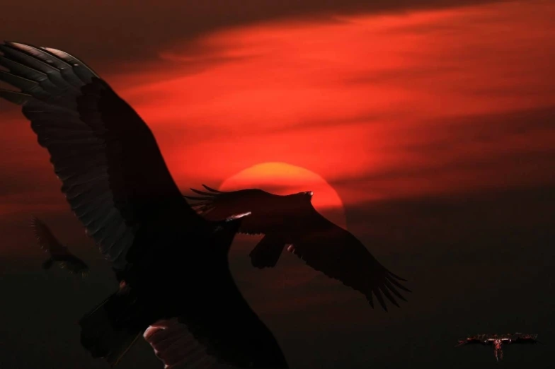 a couple of large birds in the air at sunset