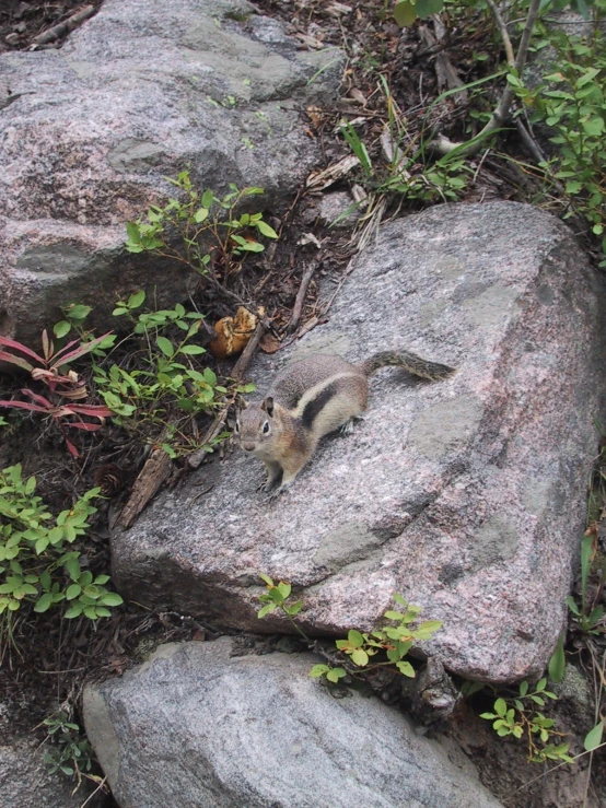 a squirrel that is on top of some rocks