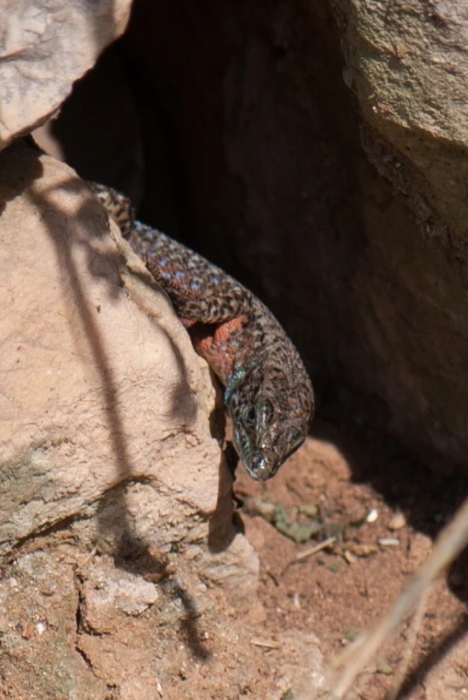 an image of a lizards laying in the dirt