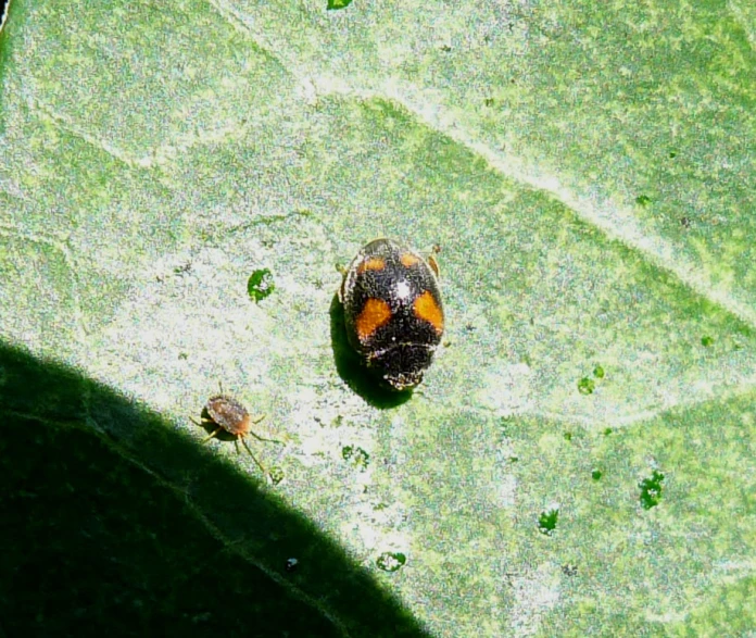 a brown and white insect on top of a green leaf