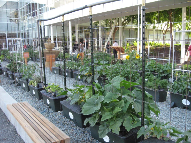 an outdoor garden filled with lots of green plants