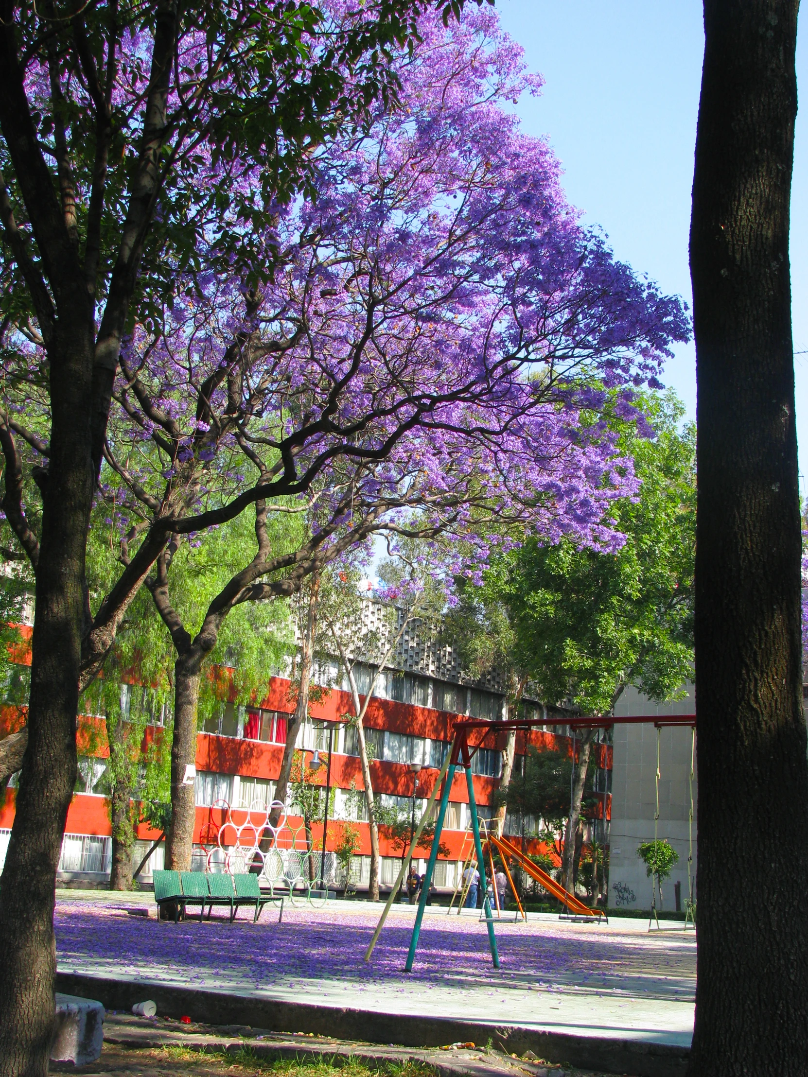 a pink and purple tree stands next to a building