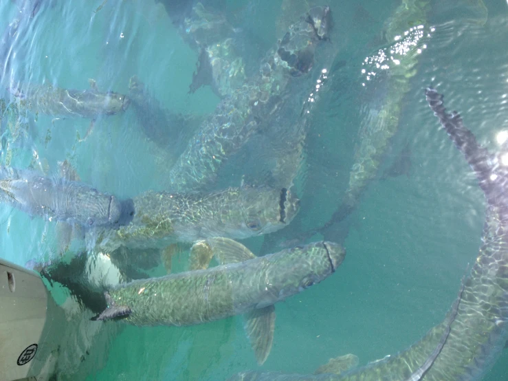 some very pretty fish by a small boat