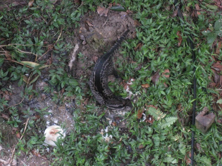 a lizard is laying down in the grass