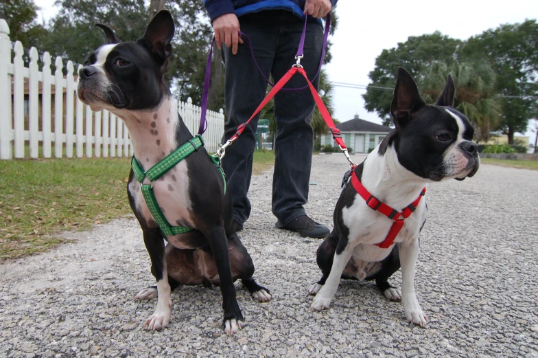 there are two boston terriers that are sitting down