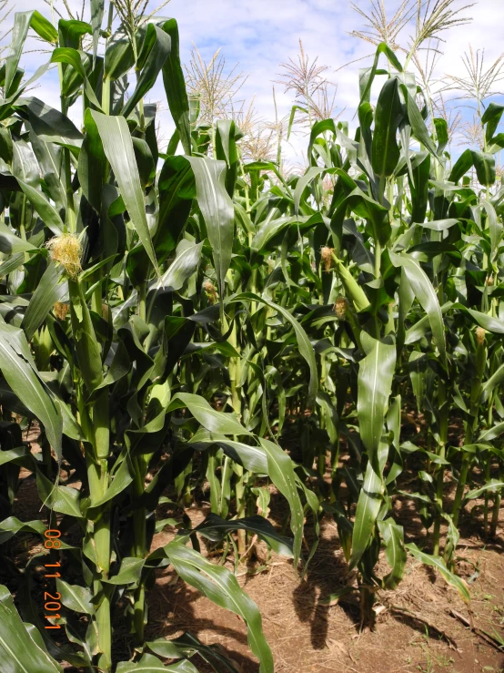 a row of corn stalks in a field