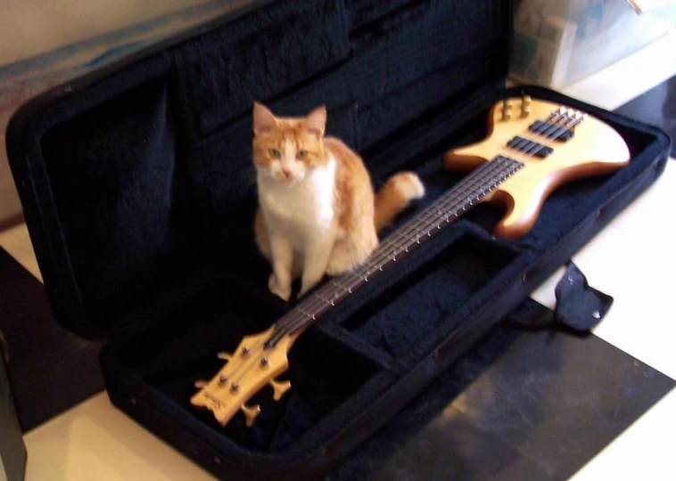 a cat sitting in a case with an electric guitar