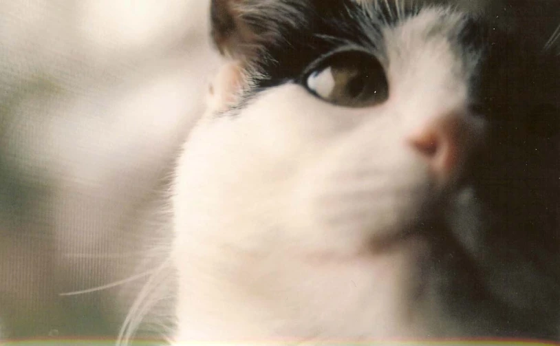 a black and white cat staring at soing through a window