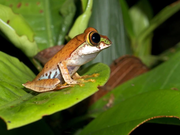 a tree frog with large, blue and green eyes sitting on top of some green leaves