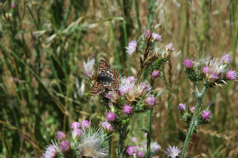 a close up of a erfly on a flower