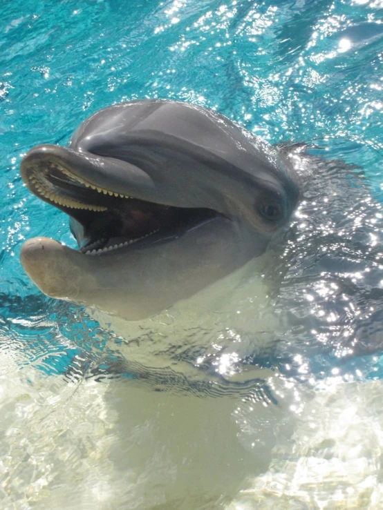 a dolphin swimming in the water near a shore