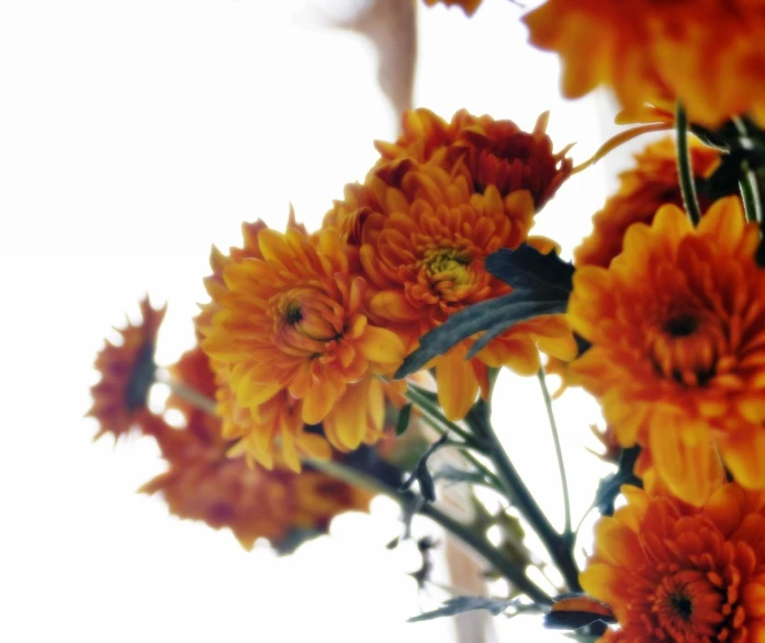 closeup of orange flowers sitting in a vase