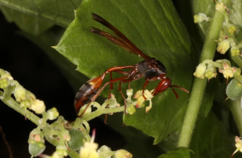 a red and black bug perched on a green leaf