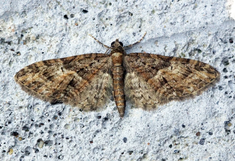 a light brown moth with white patches sitting on a concrete surface