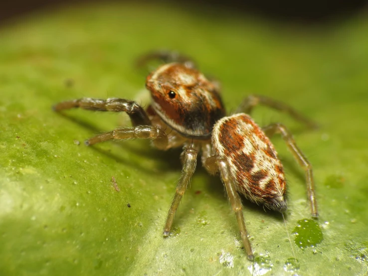 a close - up view of a jumping spider on green leaf