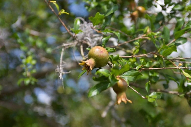 a small fruit hanging on the nch of a tree