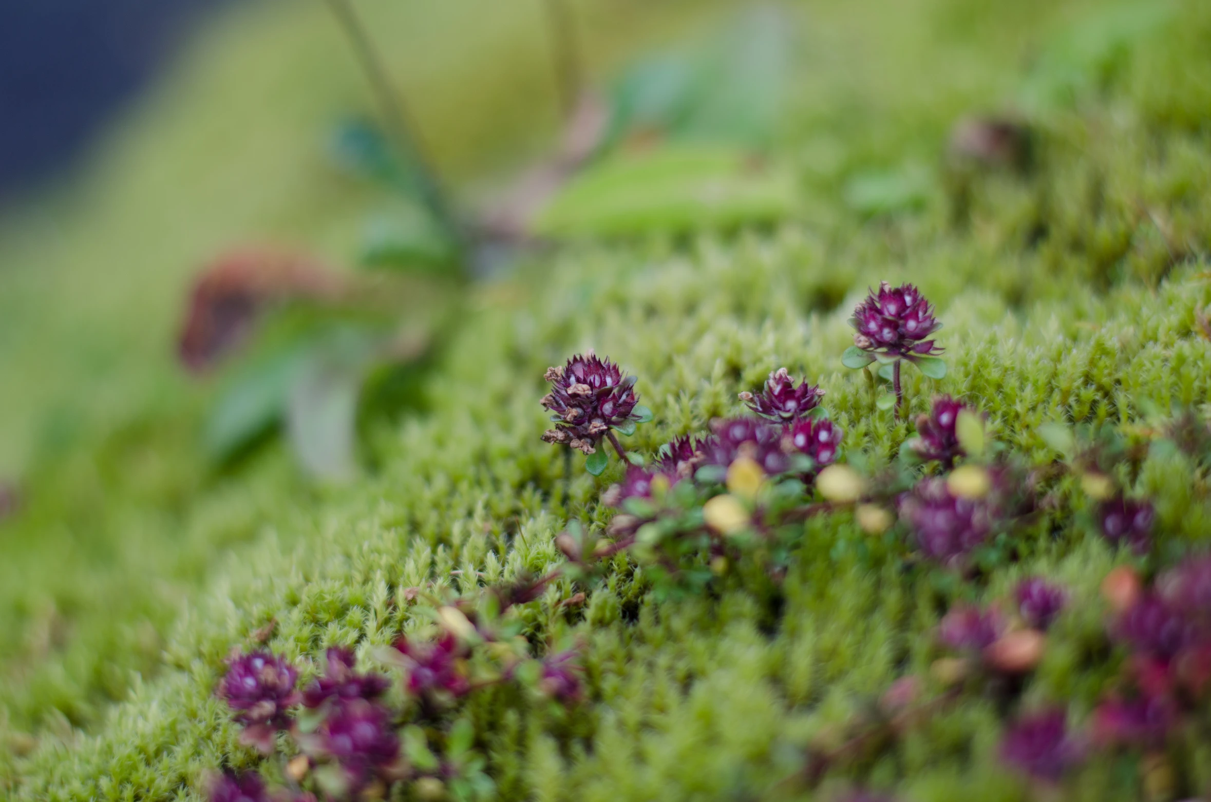 small, purple flowers on a mossy surface