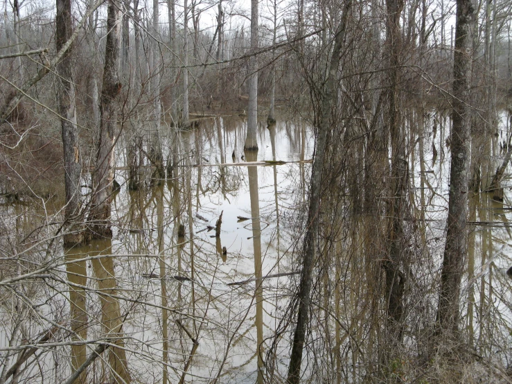 a flooded area in the woods, near trees