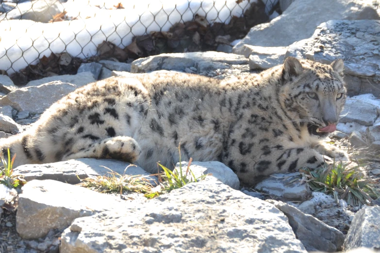 the snow leopard is laying on some rocks