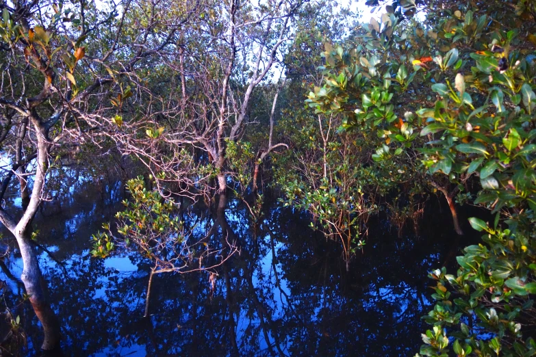 the view from behind some trees at water