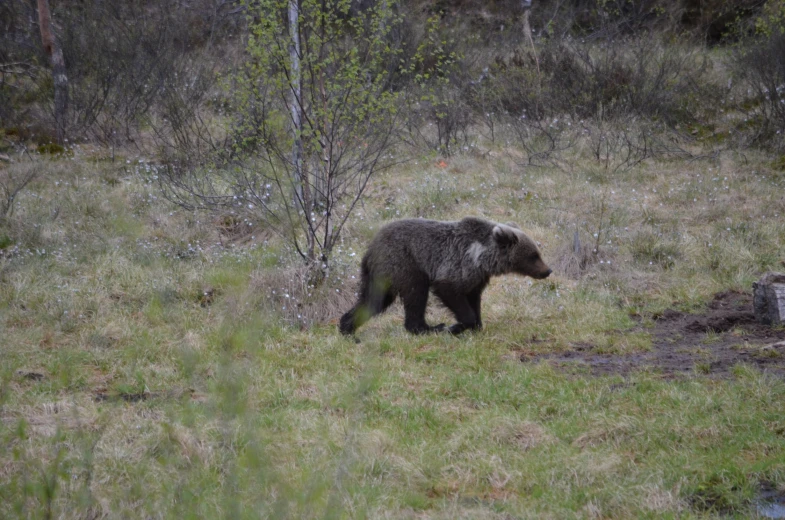 a bear walks through an area in a field