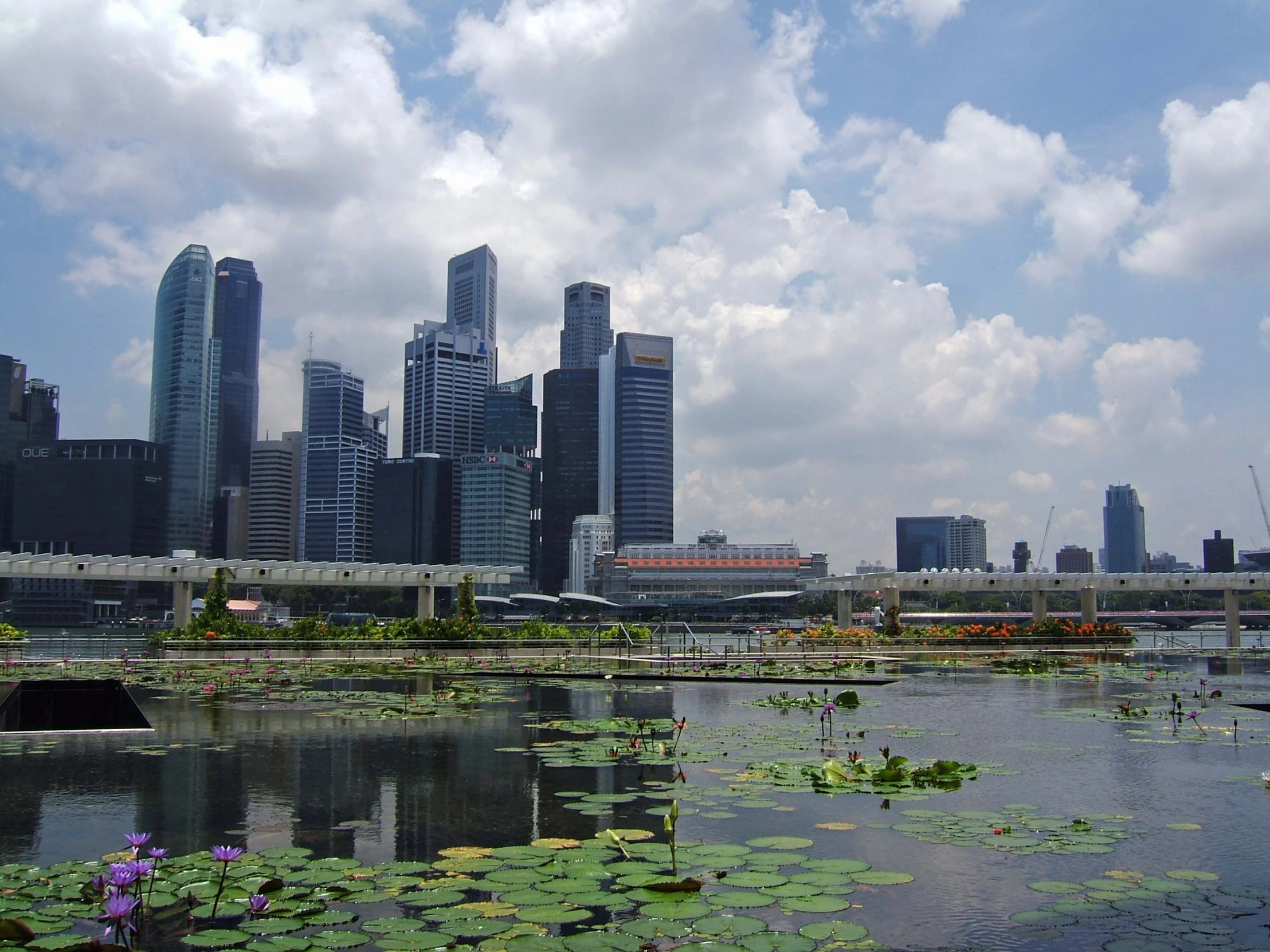 several lotus flowers in a lake with skyscrs behind it