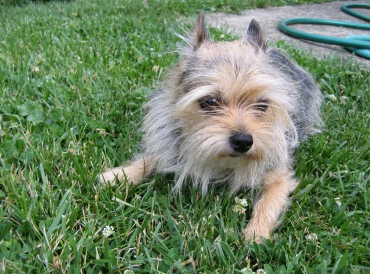 an adorable little dog sitting in the grass